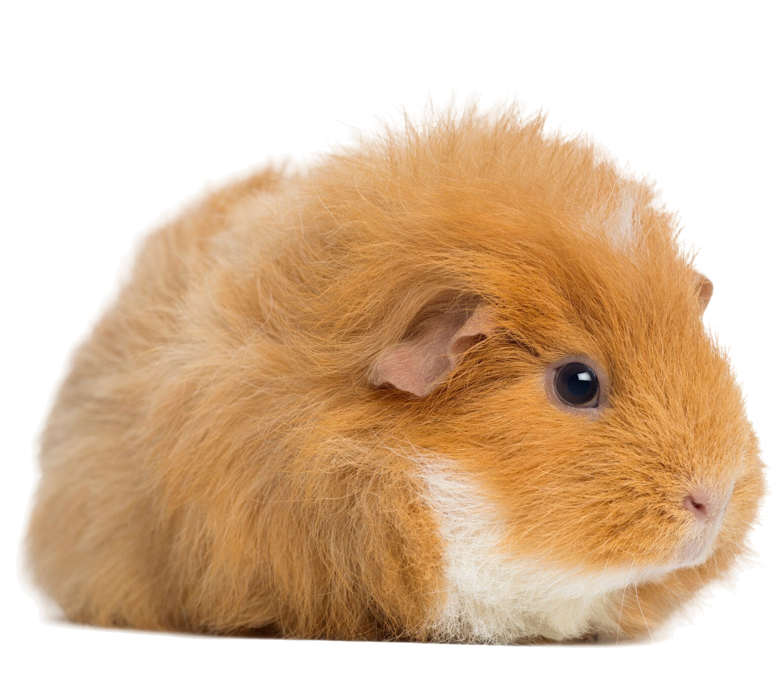 Живые питомцы